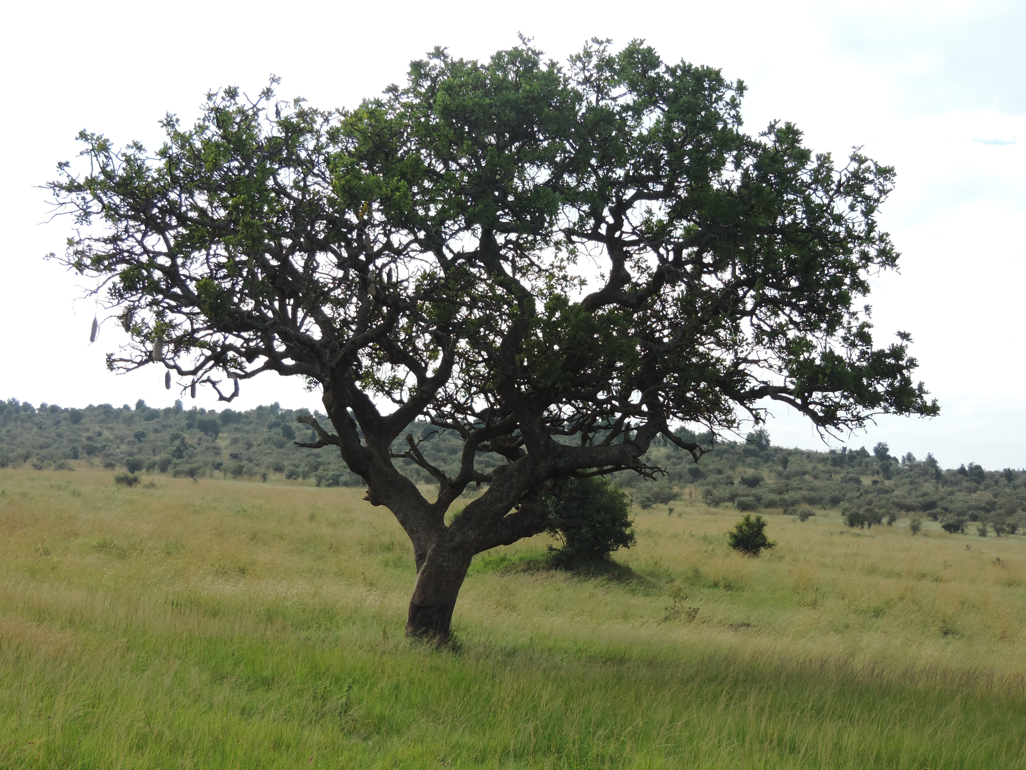  Kenya Adventure Safaris, YHA Kenya Travel Tours Safari Bookings.