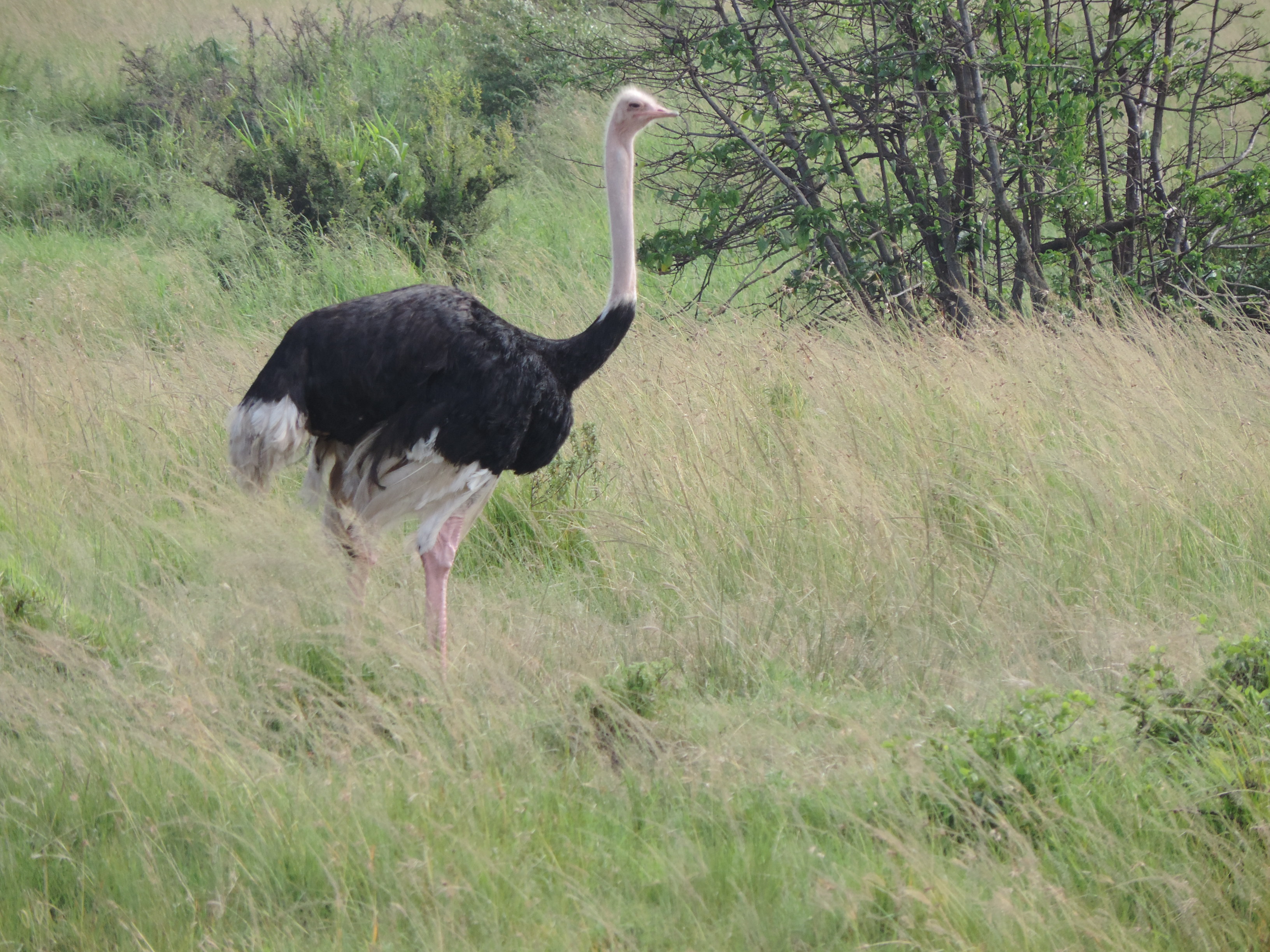 Kenya Adventure Safaris, YHA Kenya Travel, Budget, Luxury Tours Safari Bookings.
