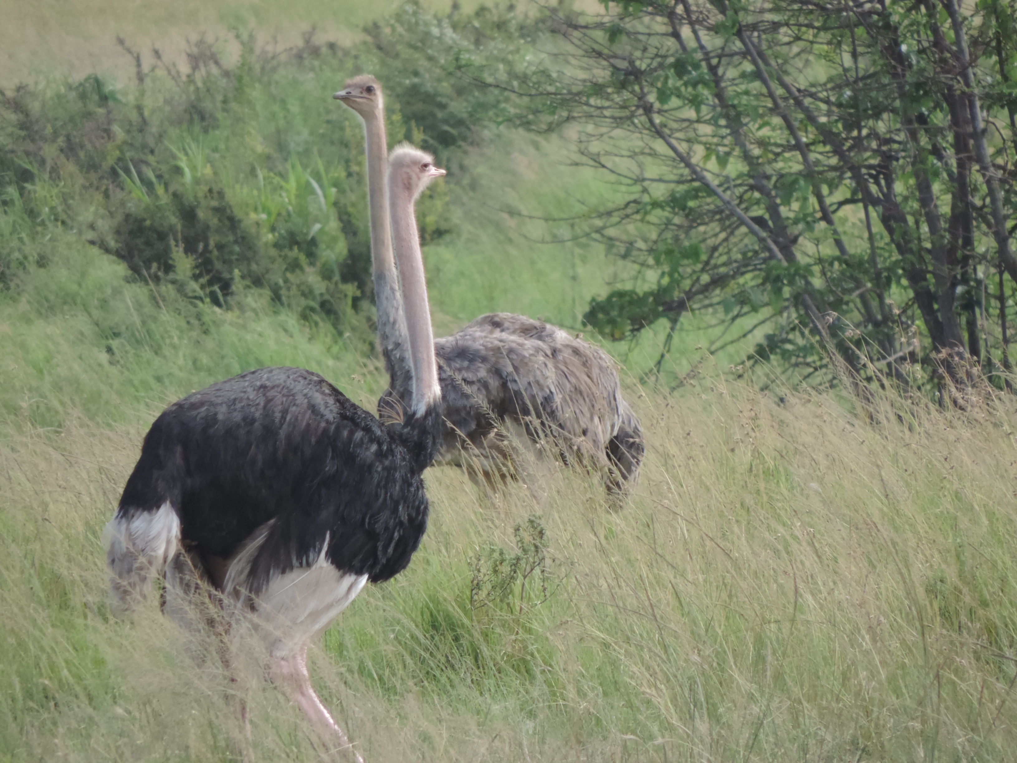 Kenya and Tanzania Epic Budget Active Adventure Camping Safaris.
