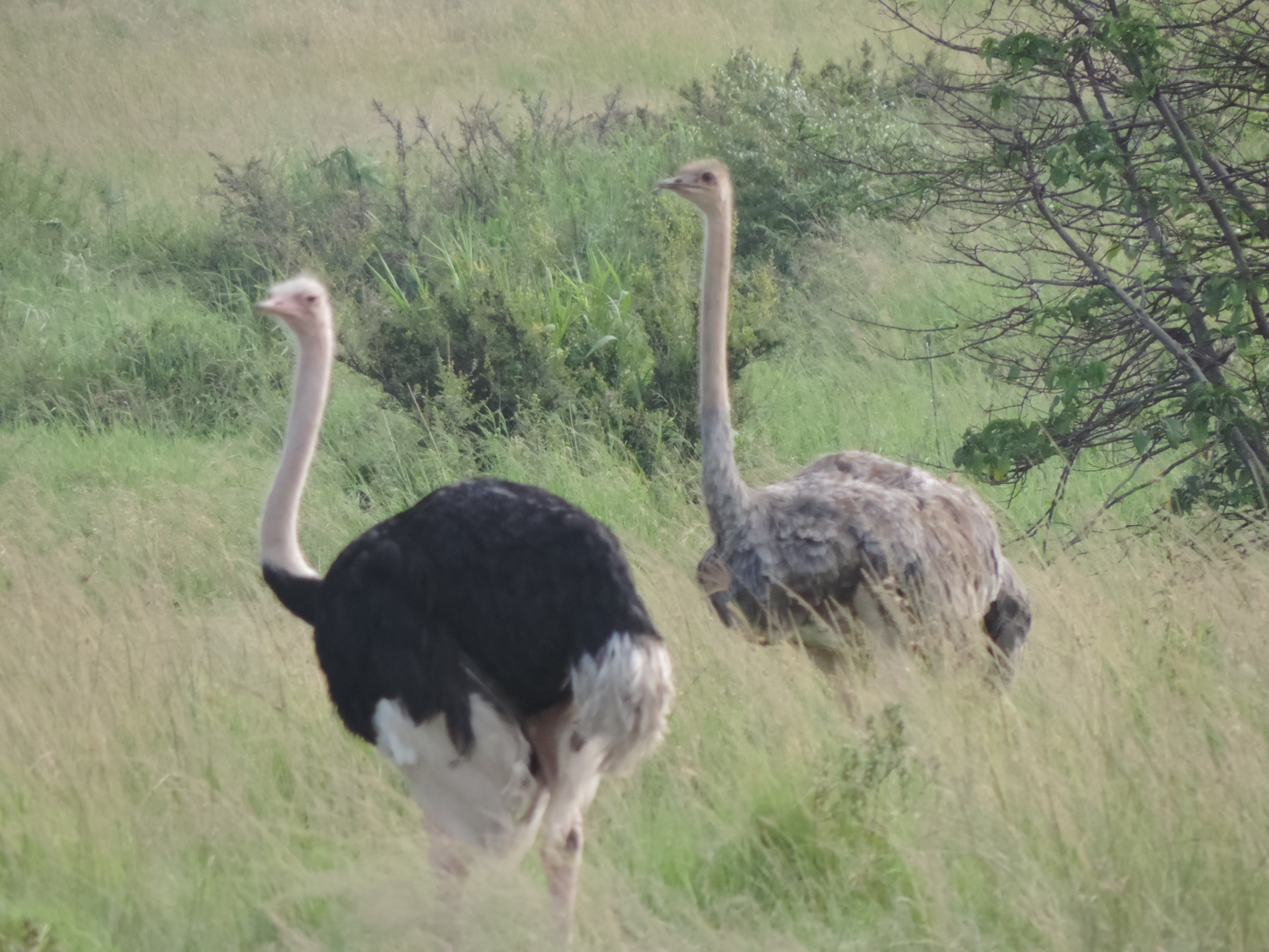 Epic Kenya/Tanzania Wildlife Budget Adventure Camping Safaris.