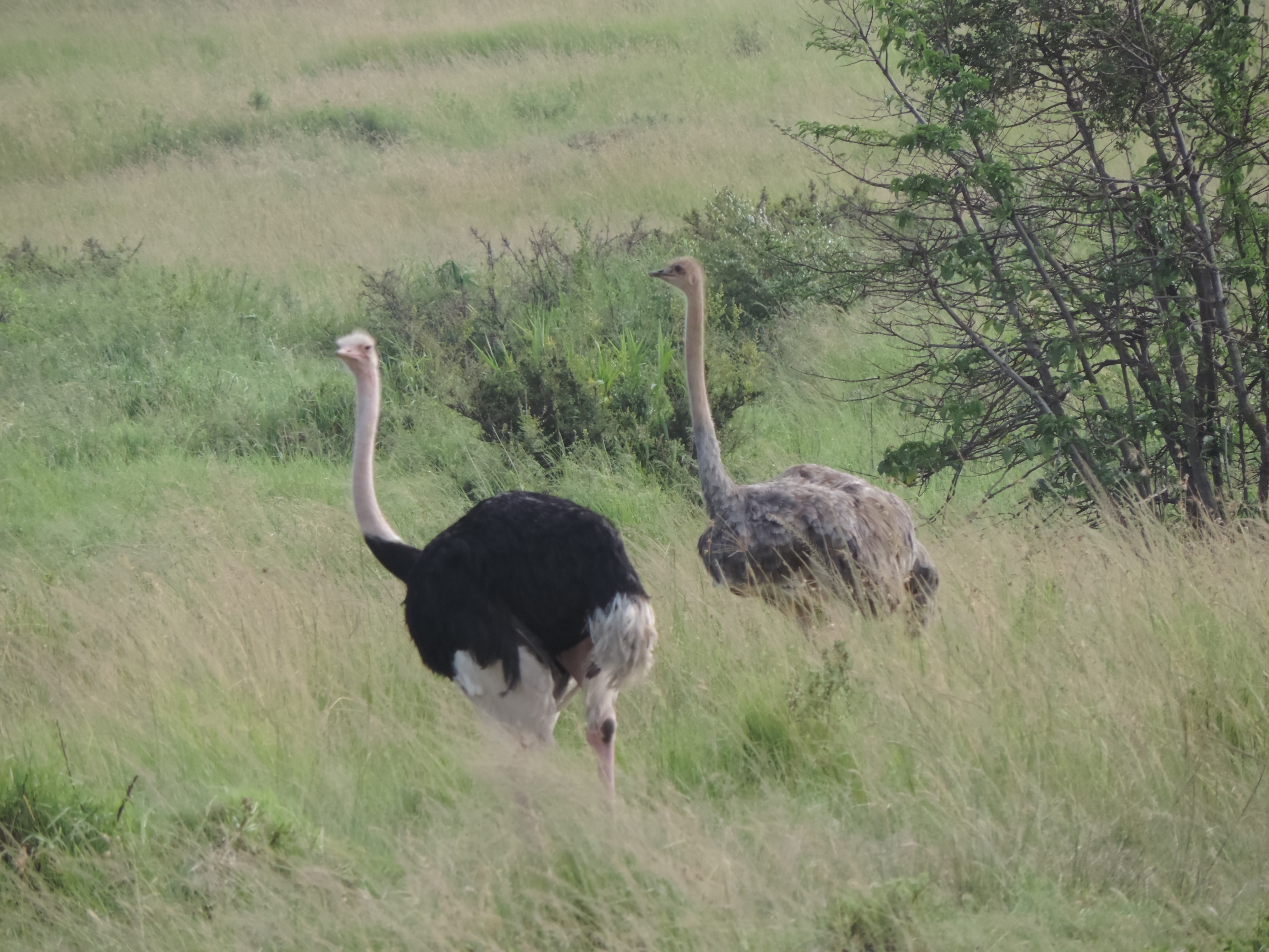 YHA Kenya Travel Tours And Safaris/Active Epic Adventure Budget Camping.
