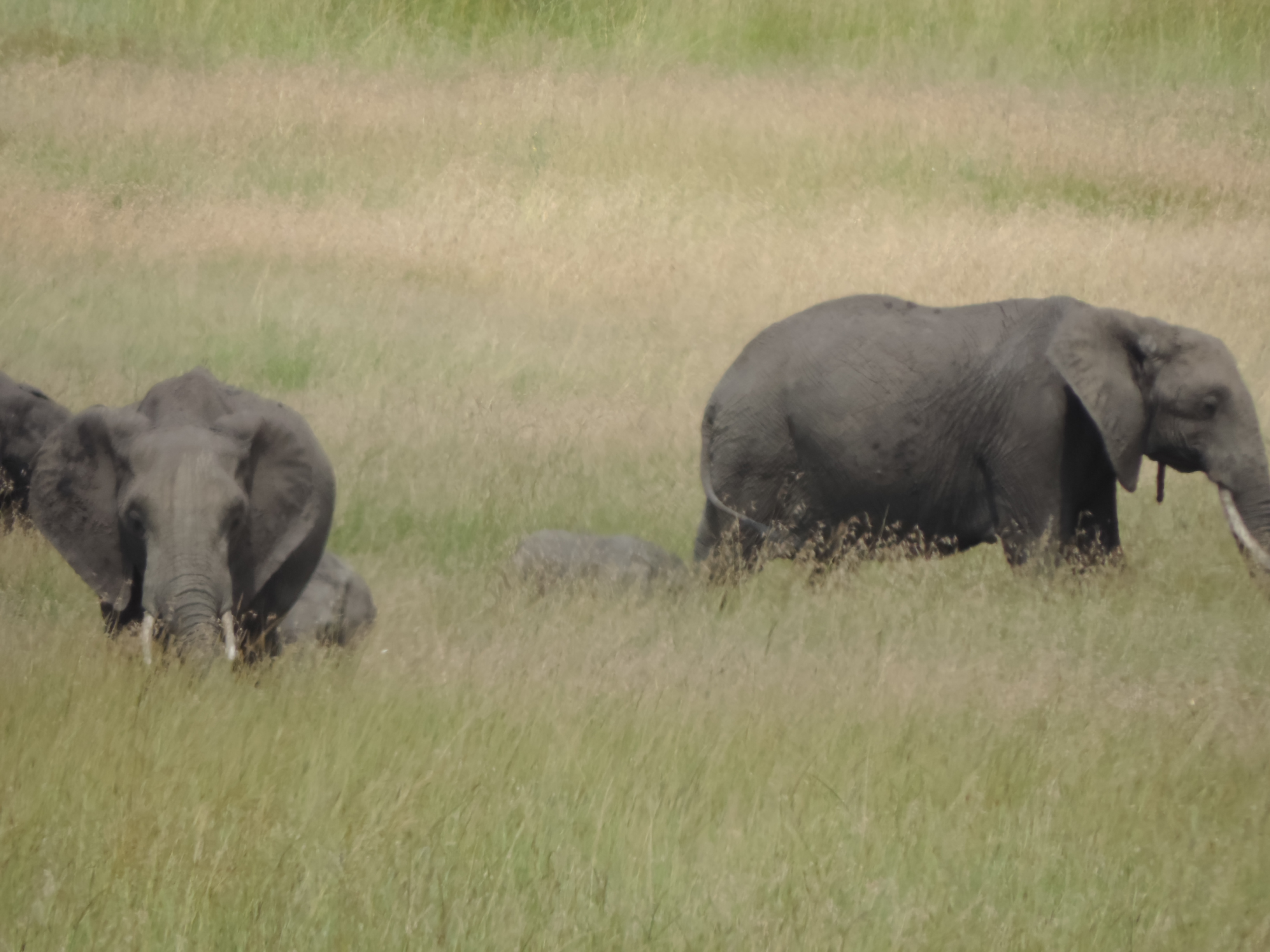 The Big Five, Kenya Adventure Camping Safaris, Masai Mara Tours.