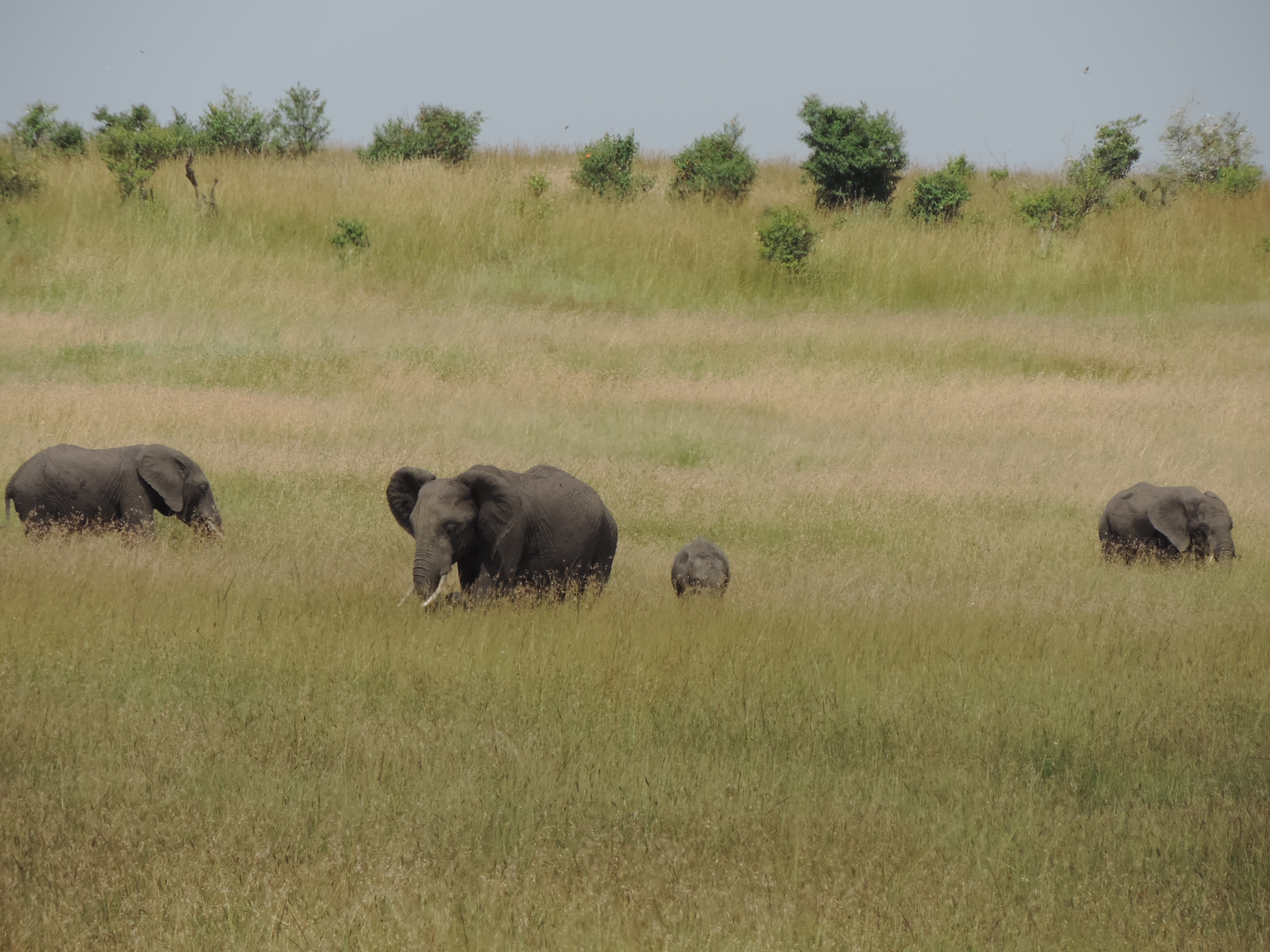 The Big Five Safari Experience, Kenya Adventure Camping Safaris, Masai Mara Tours.