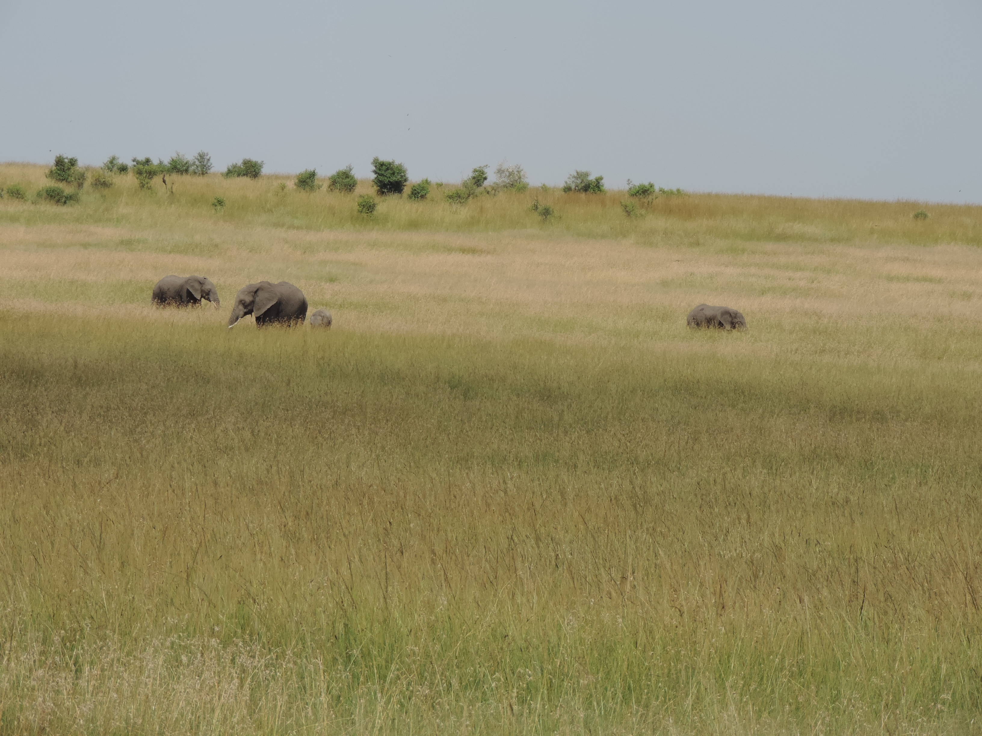The Big Five, Kenya Budget Adventure Camping Safaris, Masai Mara Tours.
