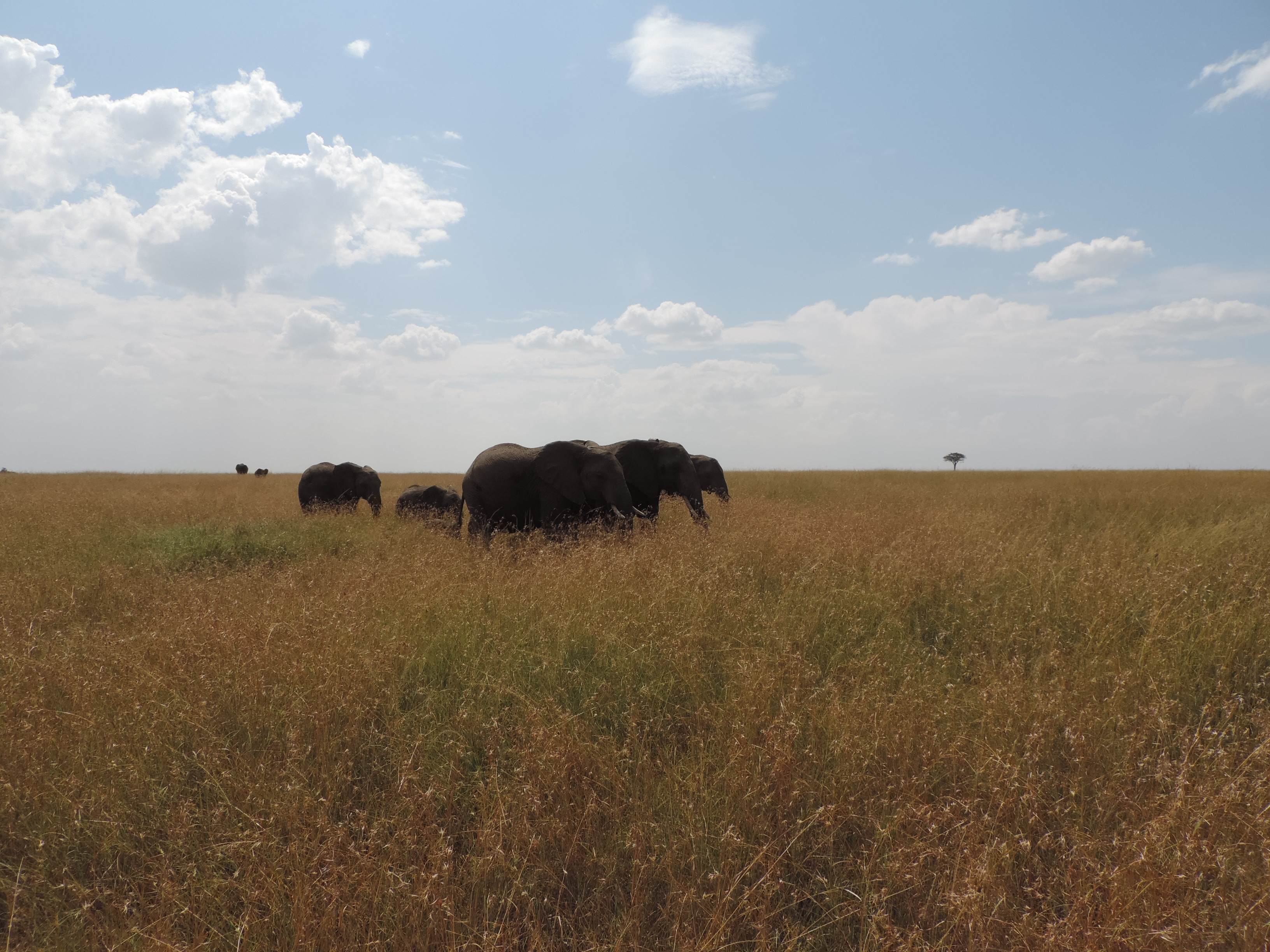 The Big Five Wildlife, Kenya Budget Adventure Camping Safaris, Masai Mara Tours.
