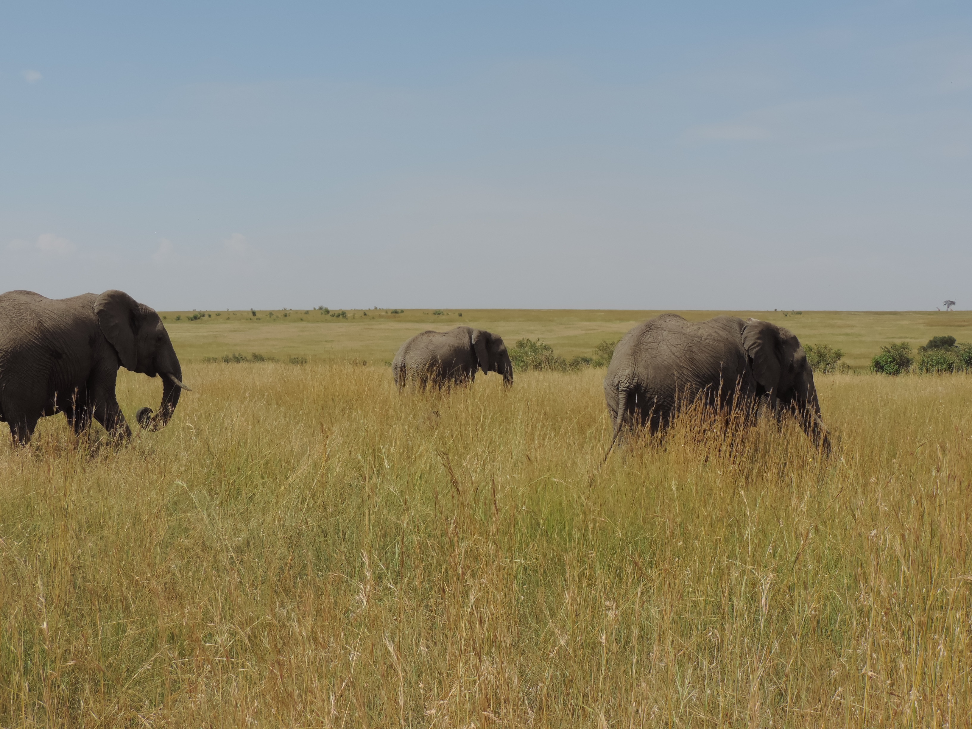 Experience The Big Five, Kenya Adventure Safaris Bookings/ YHA Kenya Travel Tours.
