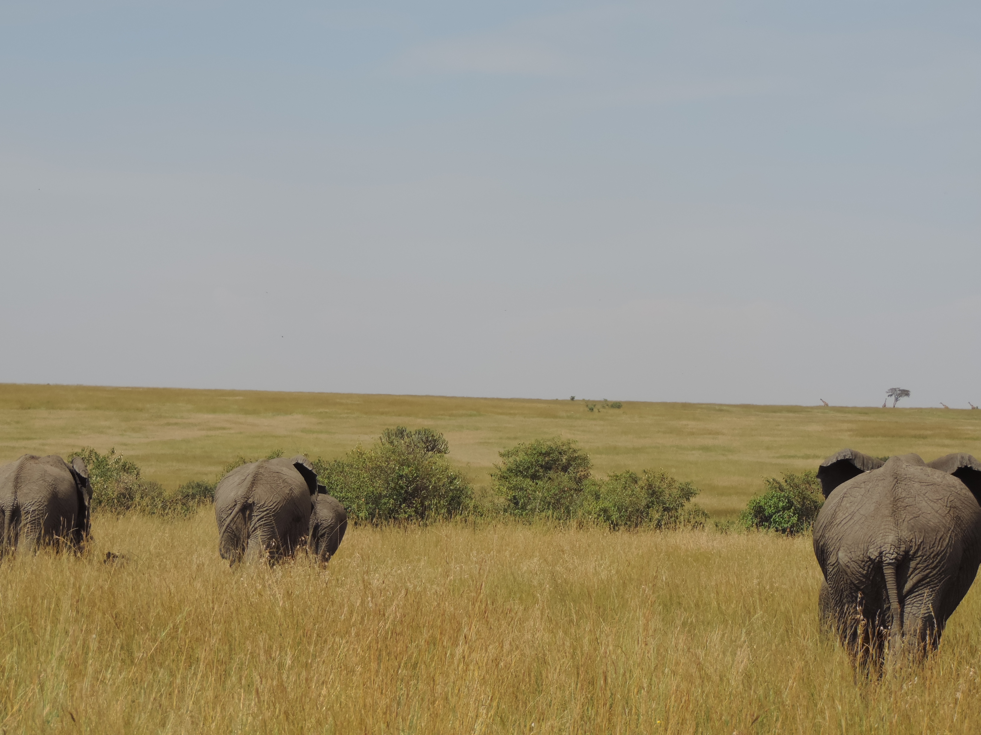 The Big Five, Kenya Adventure Safaris, Budget Travel,Masai Mara Tours.