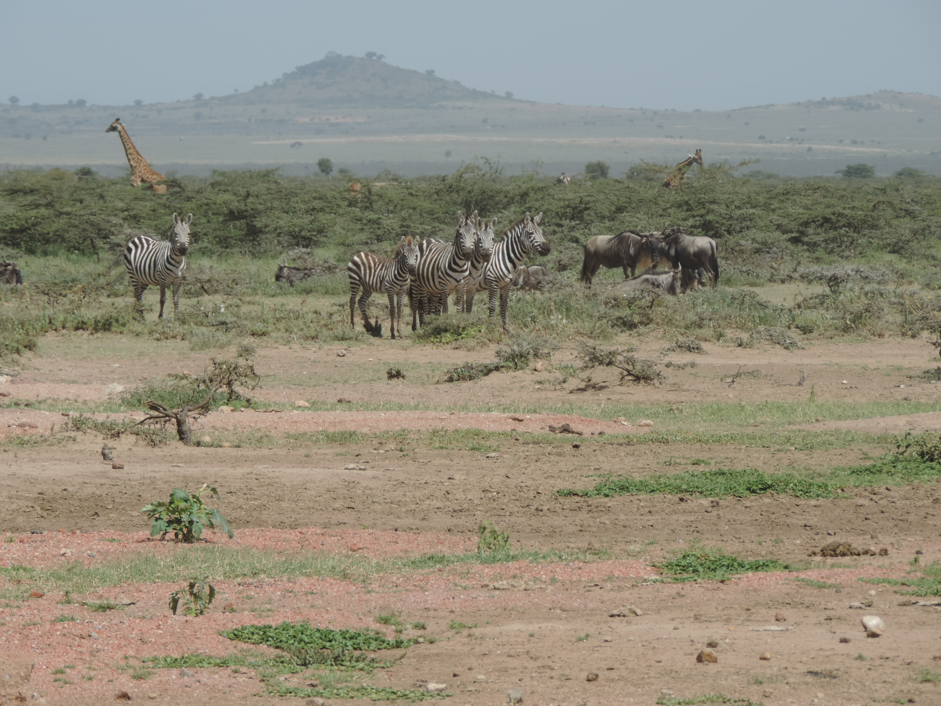 YHA Kenya Travel Tours And Safaris- Kenya Adventure Budget Camping.