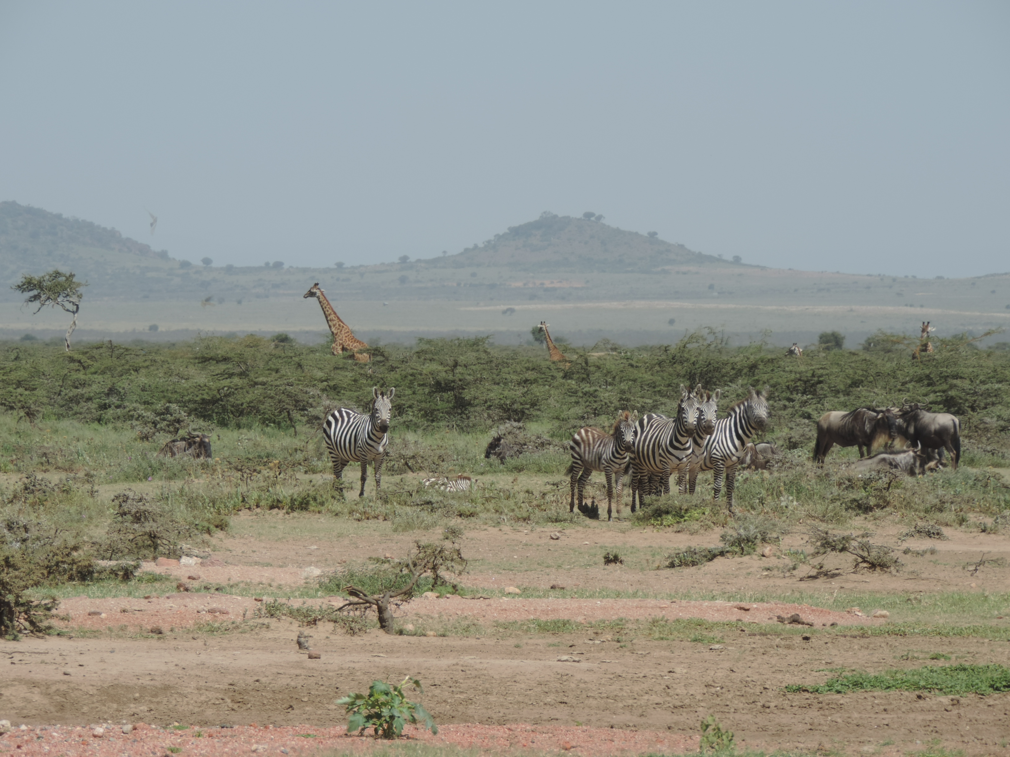 Kenya Adventure Safaris, YHA Kenya Travel,Masai Mara Budget Tours.