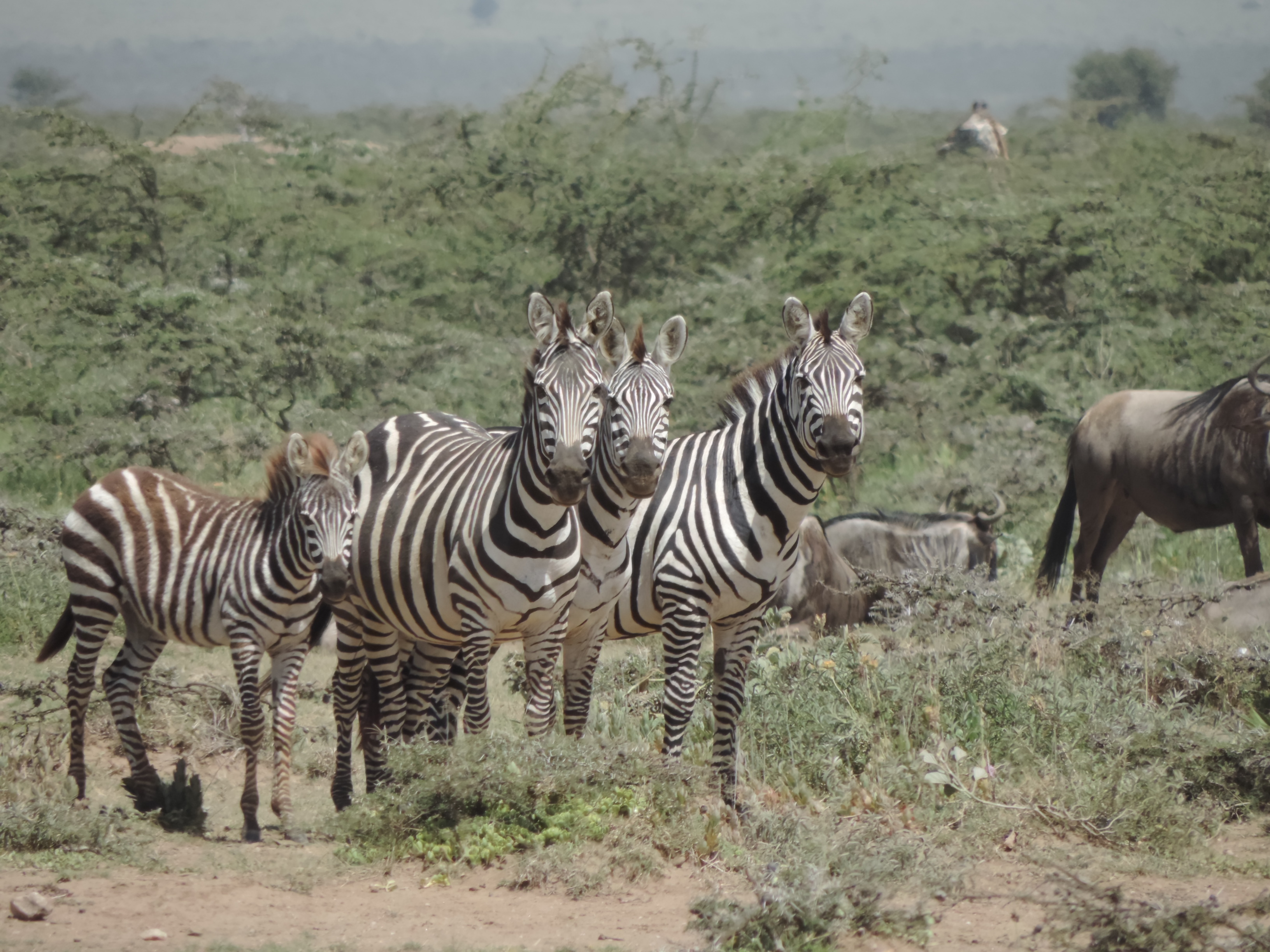 Epic Kenya Adventure Safaris Booking, YHA Kenya Travel, Masai Mara Budget Tours.