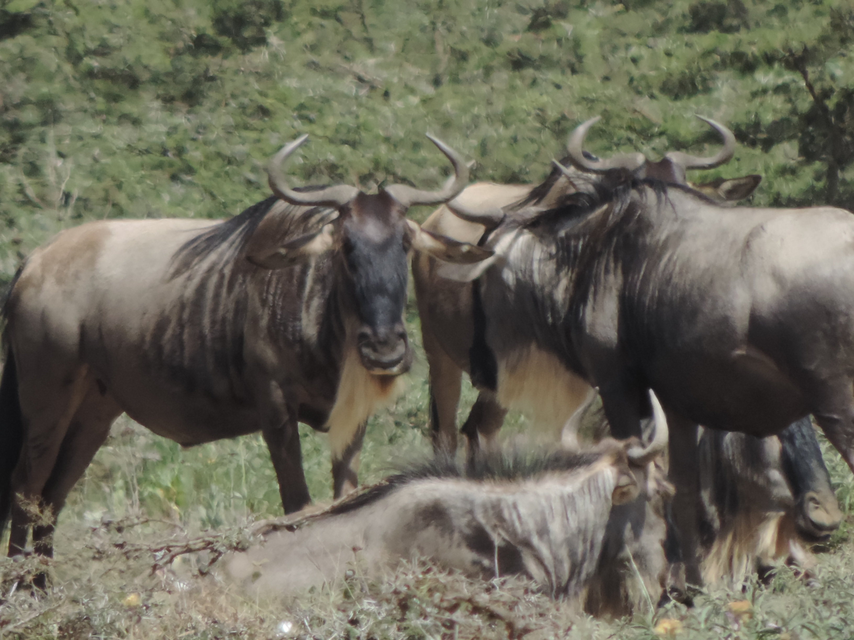 Wildebeest,Kenya Adventure Safaris, YHA Kenya Travel Budget Tours.