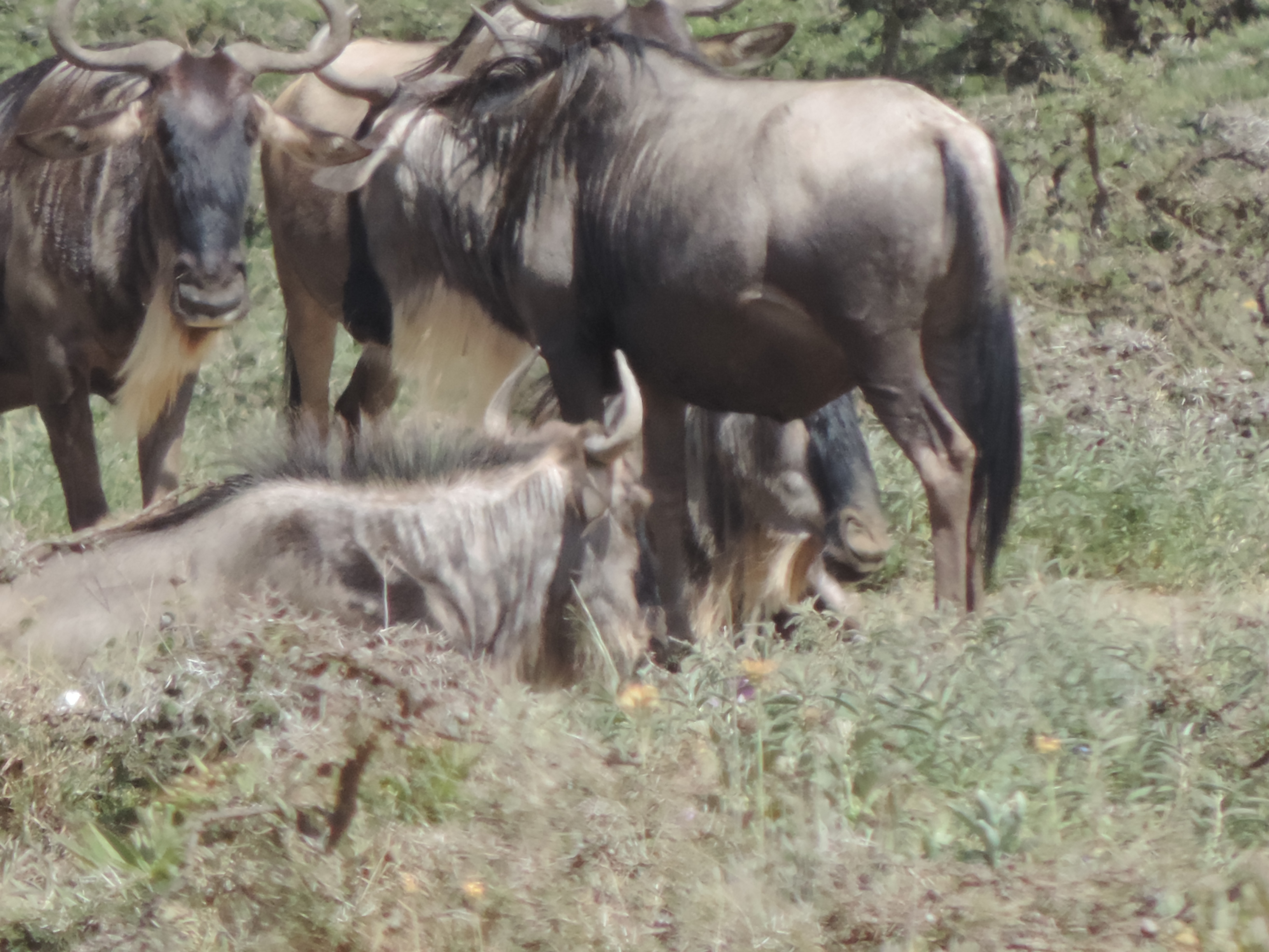 Masai Mara Wildebeest Herd, Kenya Adventure Safaris, YHA Kenya Travel Budget Tours.