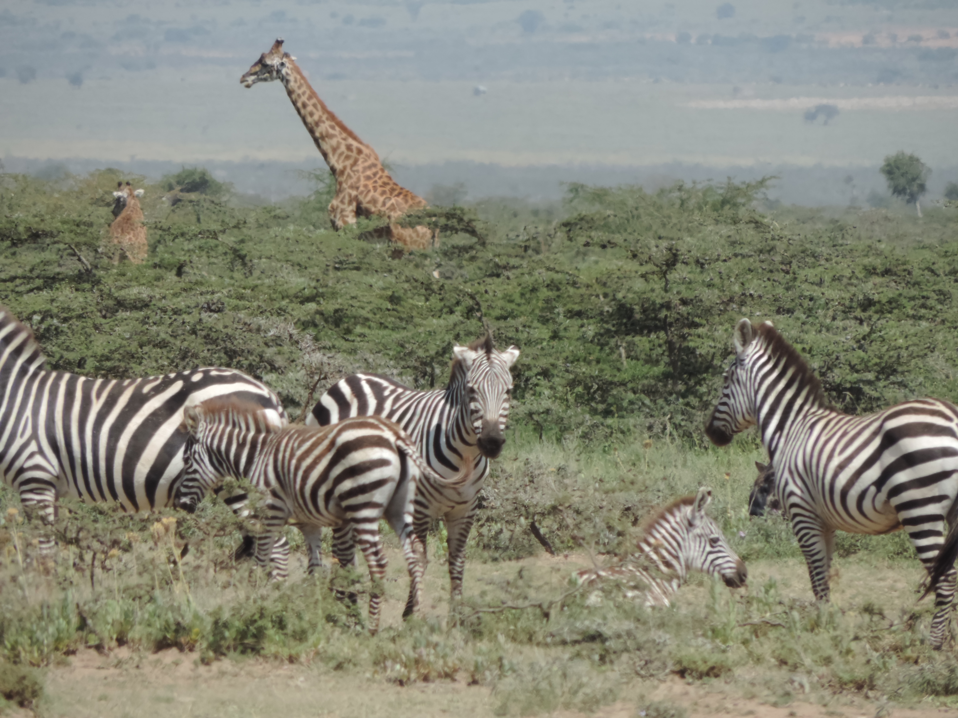 YHA Kenya Travel -Tours And Safaris Booking- Kenya Adventure Budget Camping.