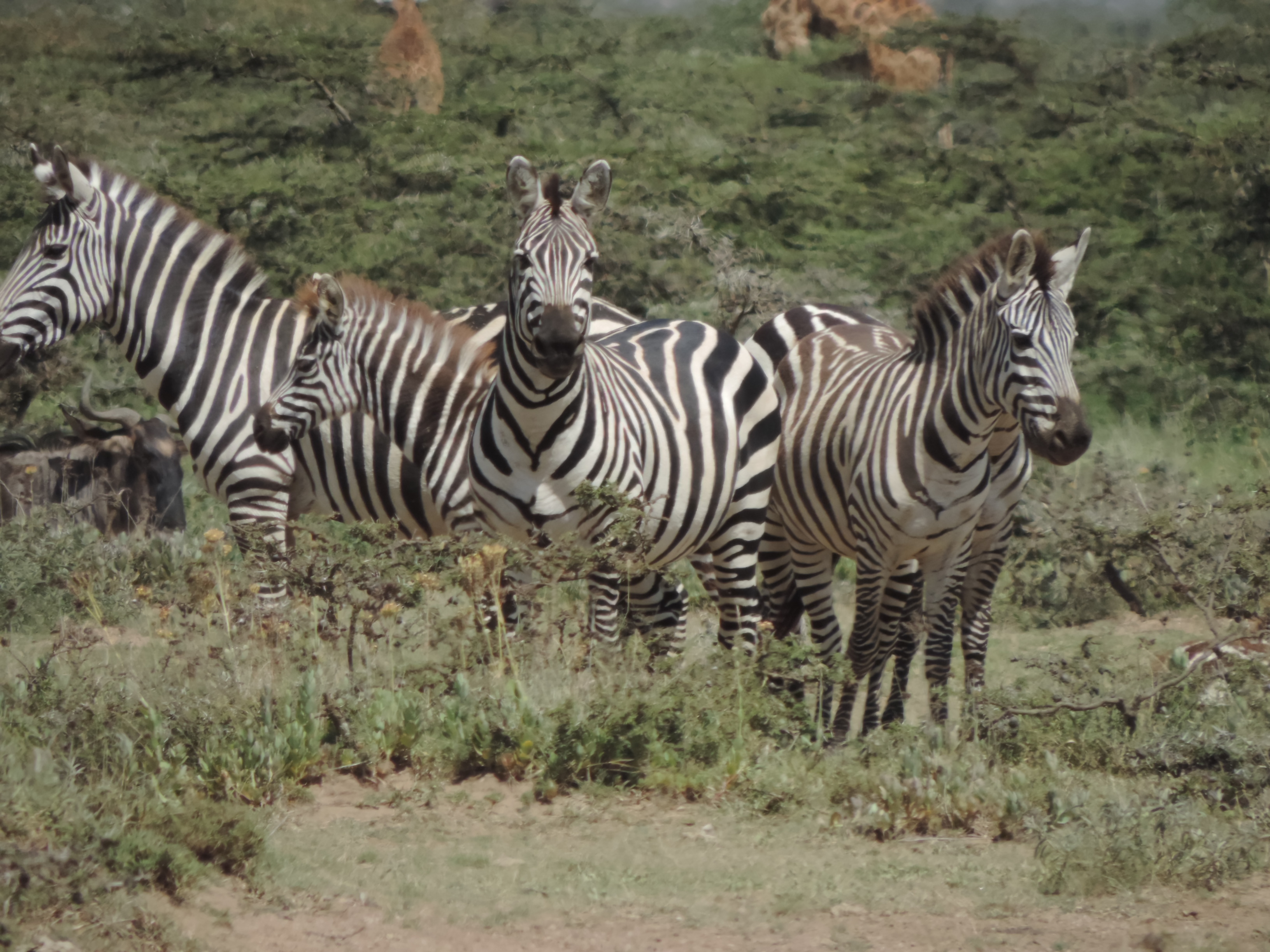 Kenya Adventure Safaris, Masai Mara Budget Tours.