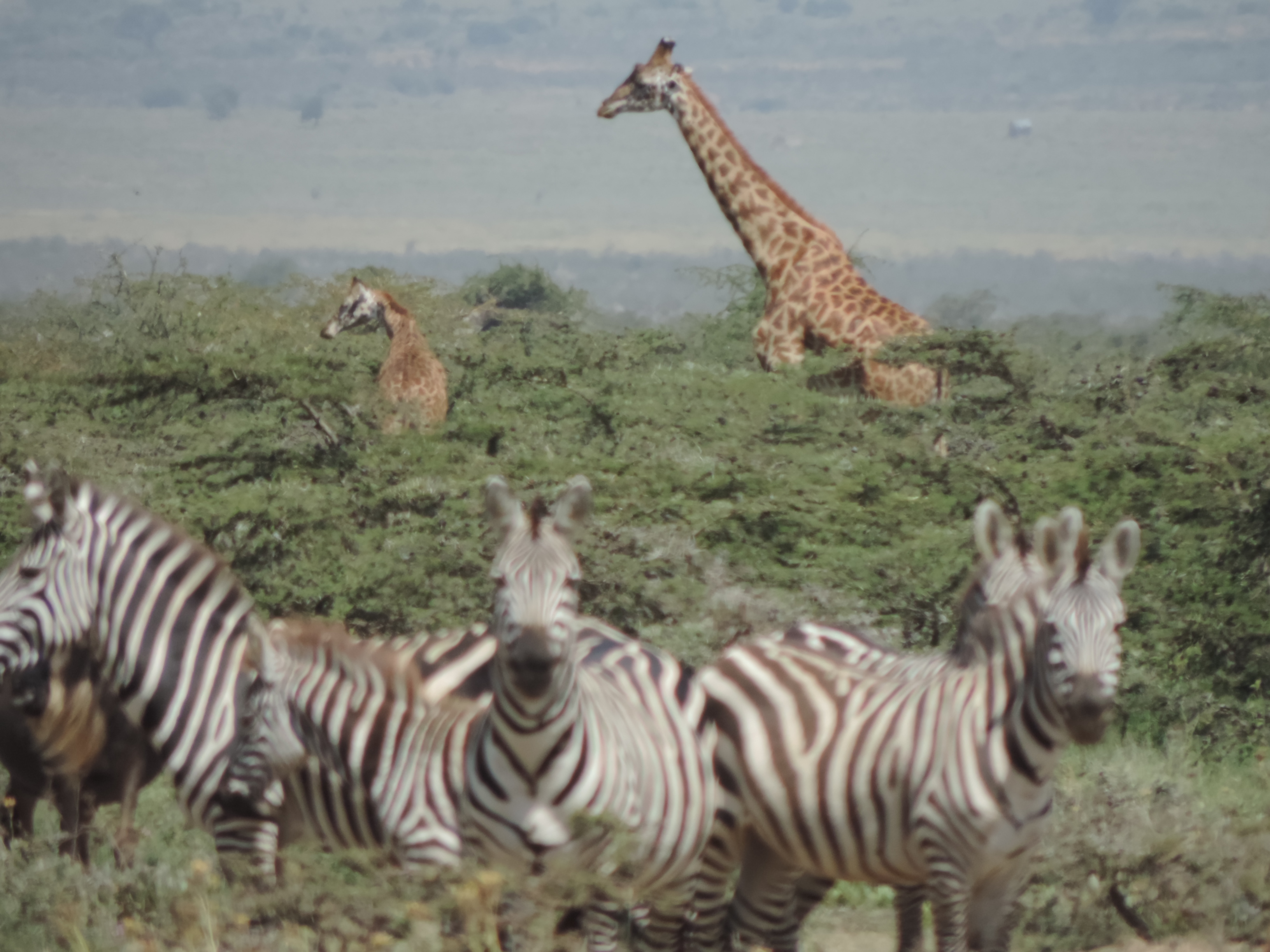 YHA Kenya Travel /Adventure Booking Safaris, Masai Mara Budget Tours.