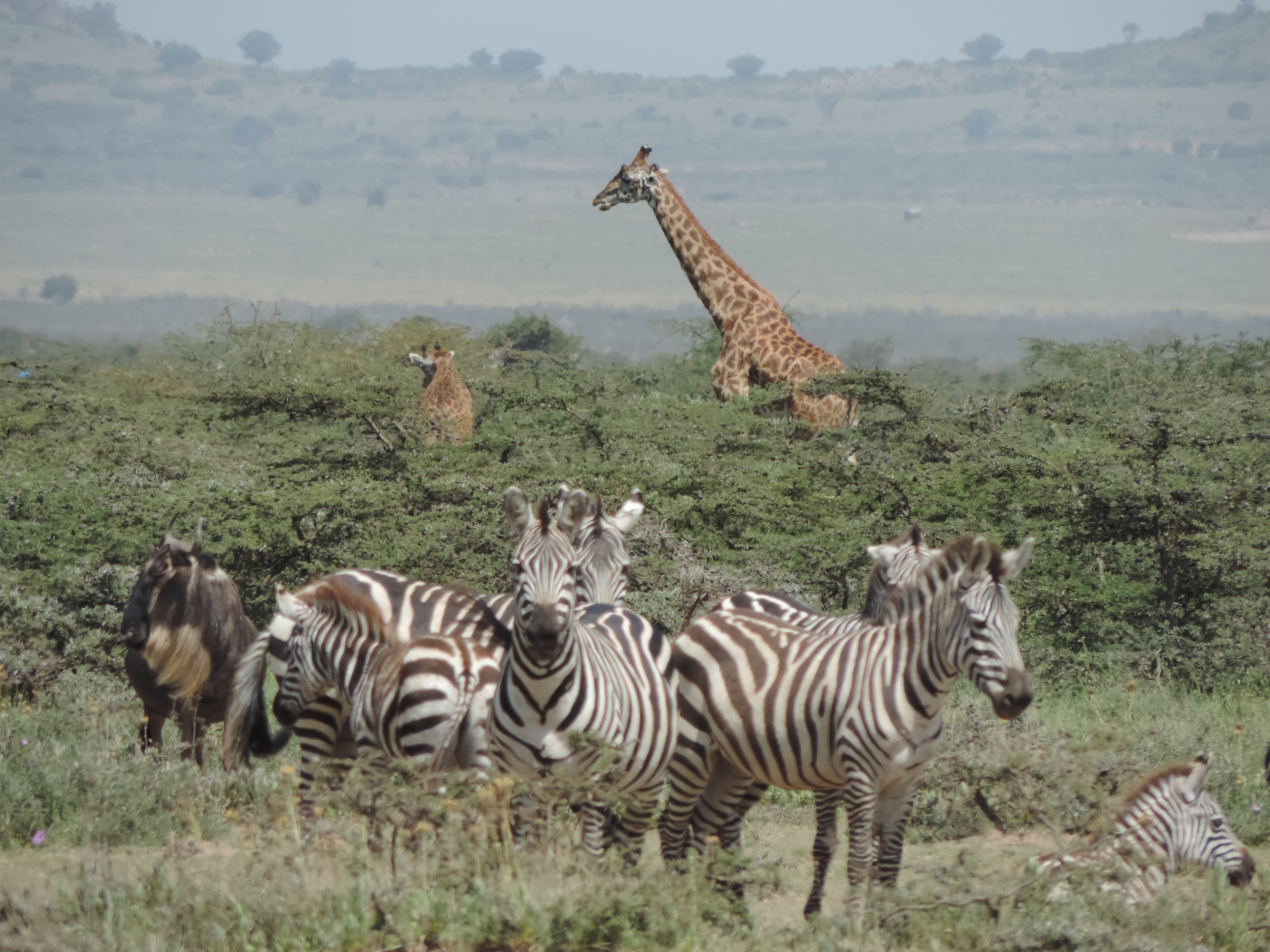Kenya Adventure Safaris, Masai Mara Budget Camping Tours.