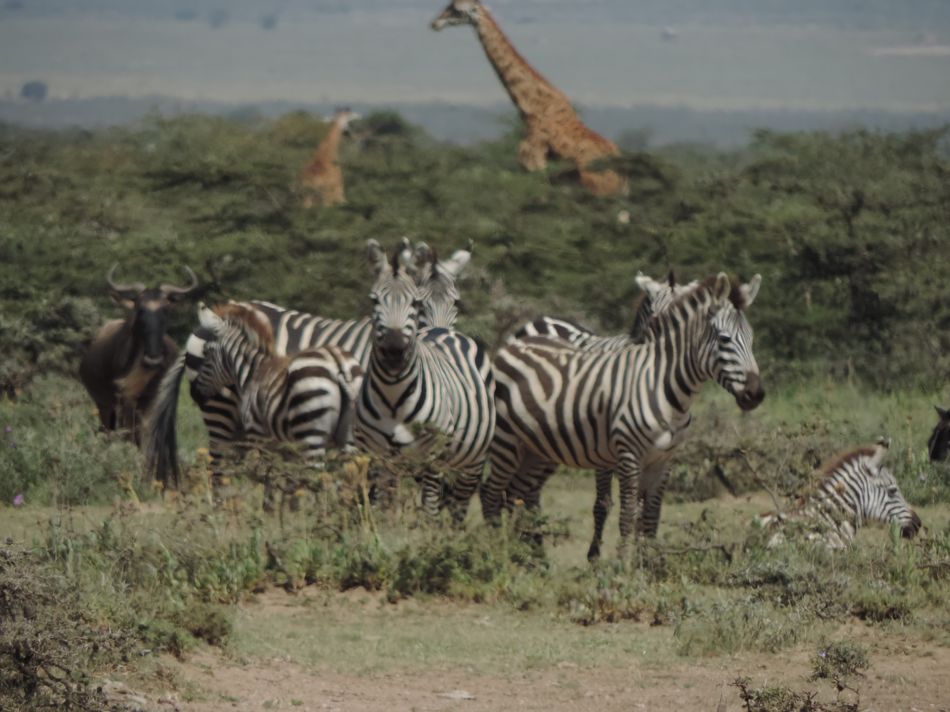 Kenya Wildlife Adventure Safaris Booking, Masai Mara Budget Camping Tours.