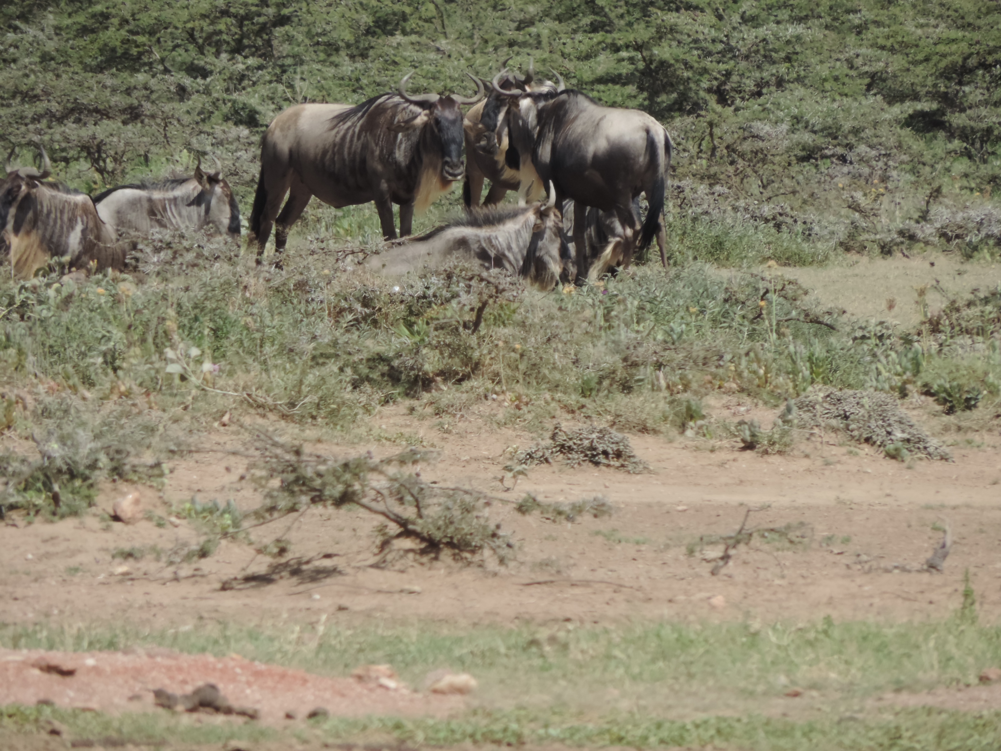 Wildebeest,YHA Kenya Travel,Masai Mara Budget Tours.