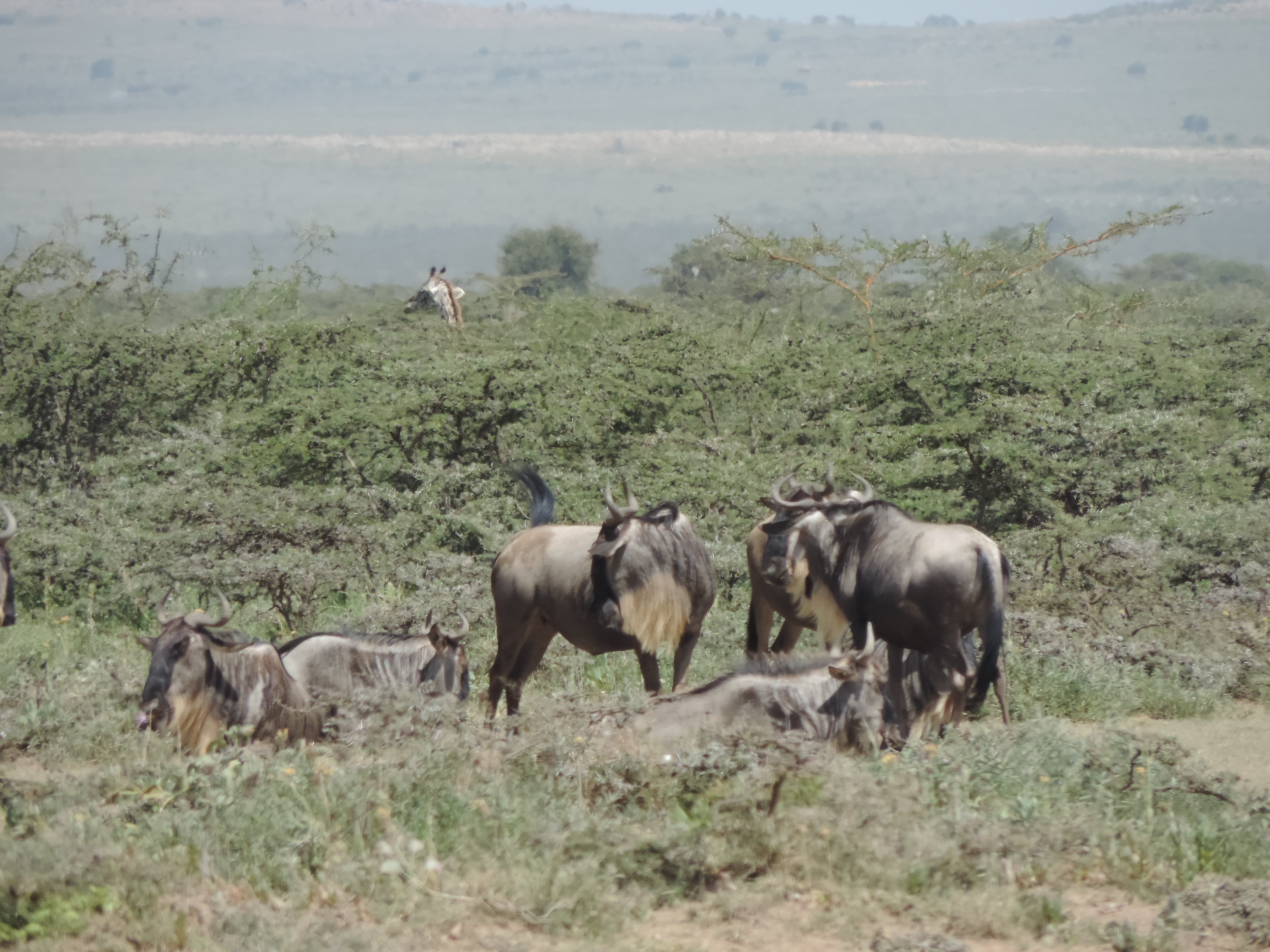 Wildebeest Safari Booking, YHA Kenya Travel, Masai Mara Budget Tours.