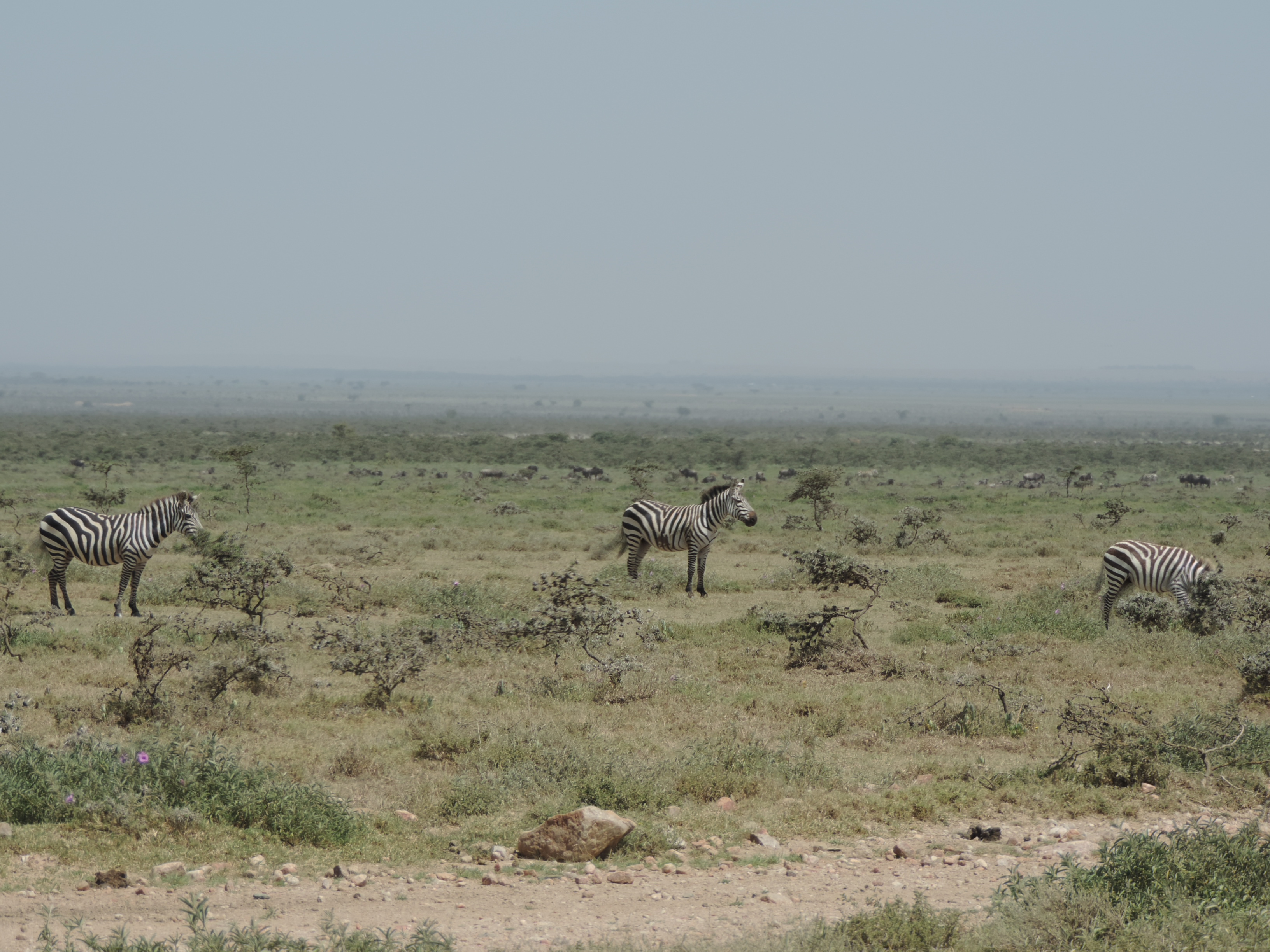 Kenya Adventure Safaris Bookings, YHA Kenya Travel Budget Tours.