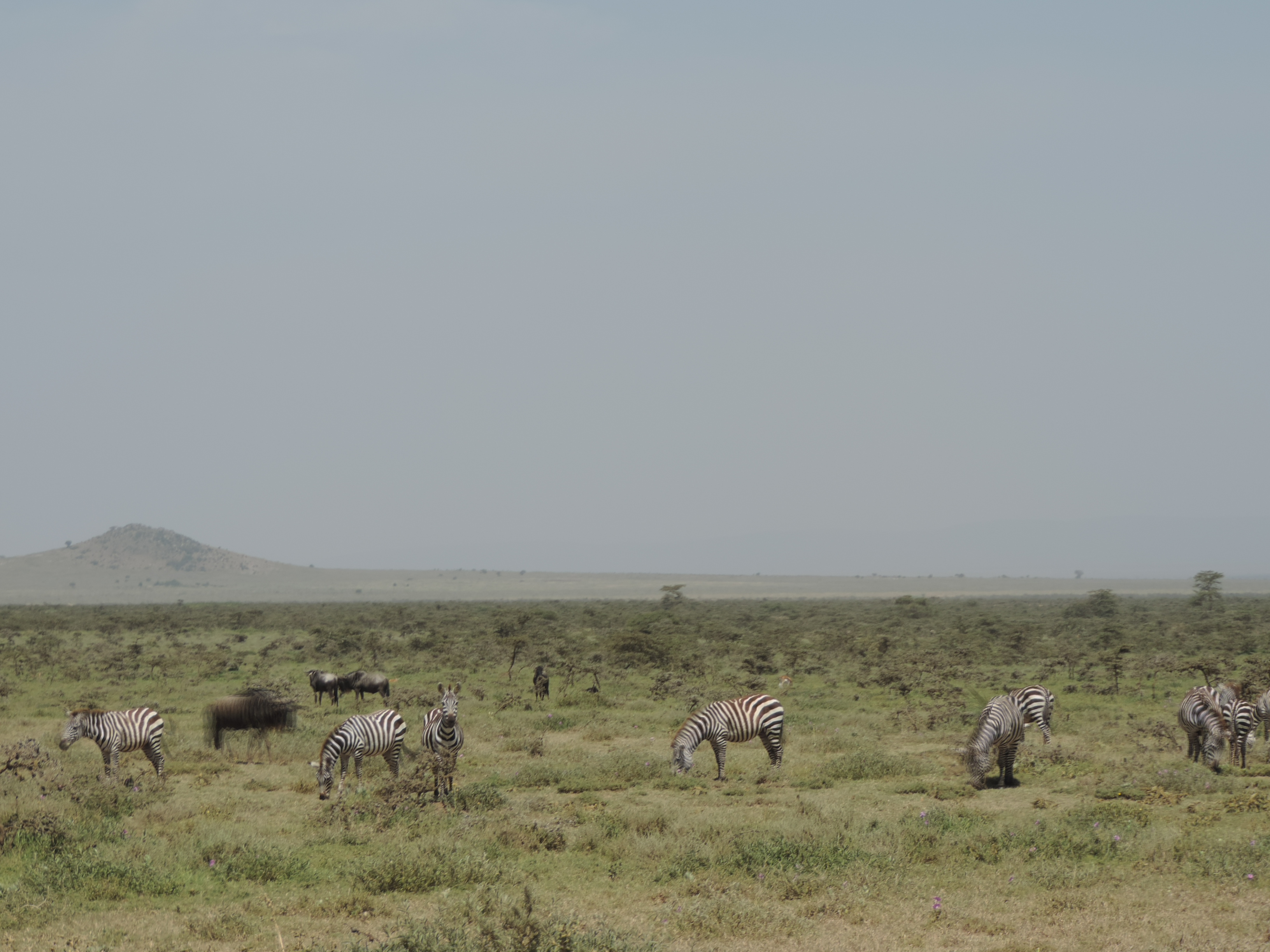 Kenya Adventure Safaris Bookings, YHA Kenya Travel, African Budget Tours.