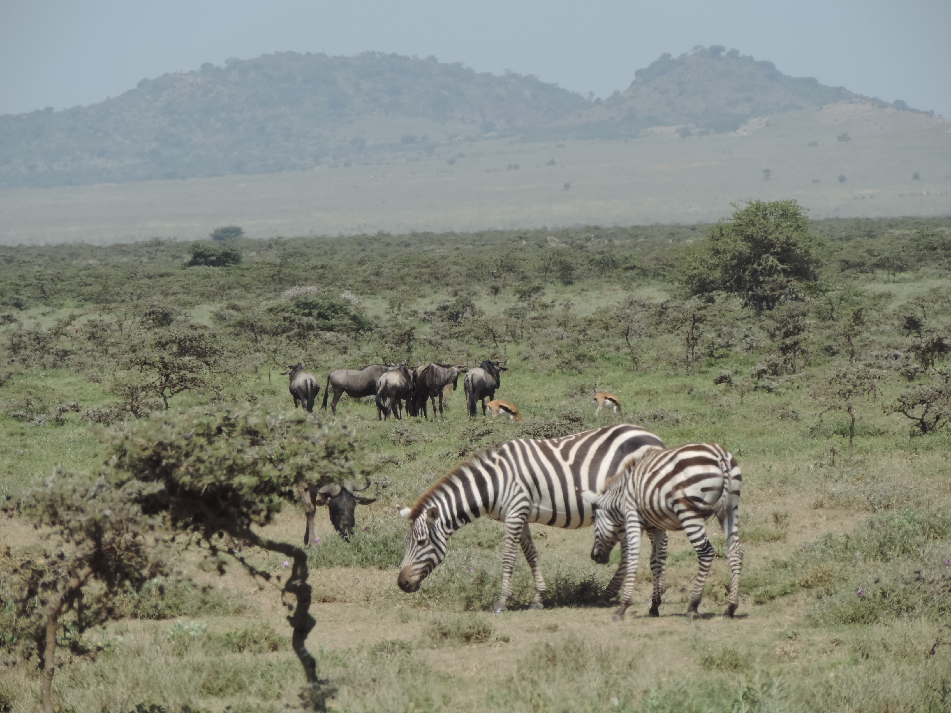 Wildebeest Migration Kenya Adventure Budget Safaris. 