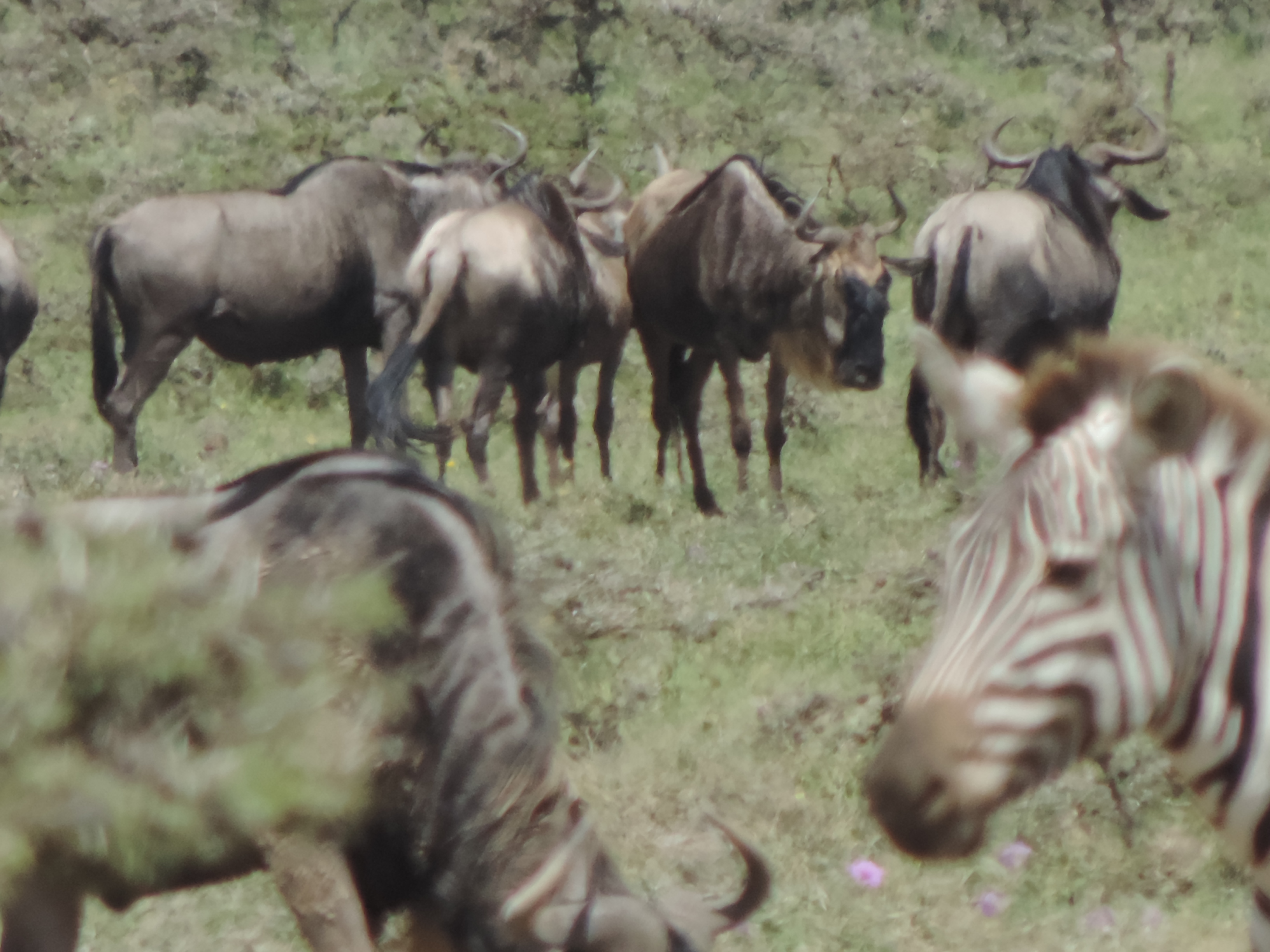 Wildebeest Migration Safari/ Epic Active Kenya Adventure Safaris Booking.