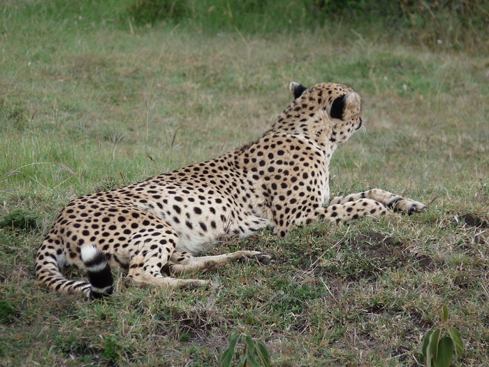 Kenya Camping Safaris/ Guided Short Budget Tours Bookings Adventure.