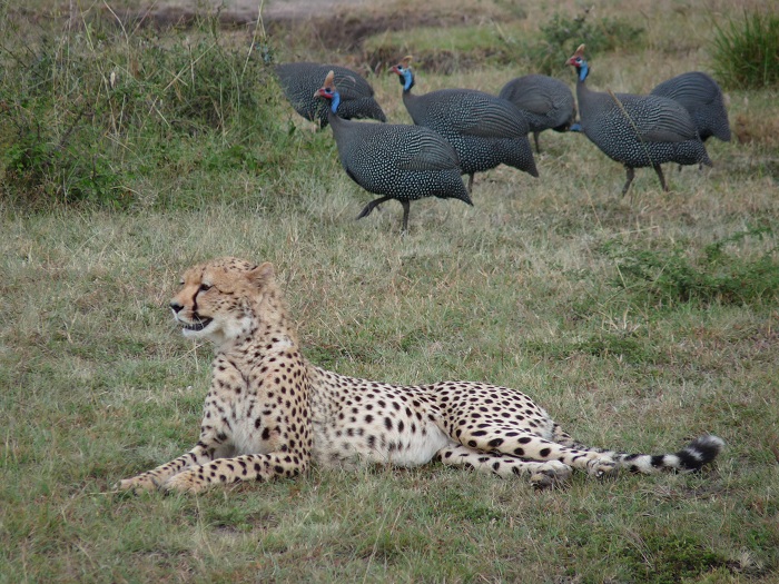 Guided Small Group Kenya Camping Tours/Safari Bookings Adventure.