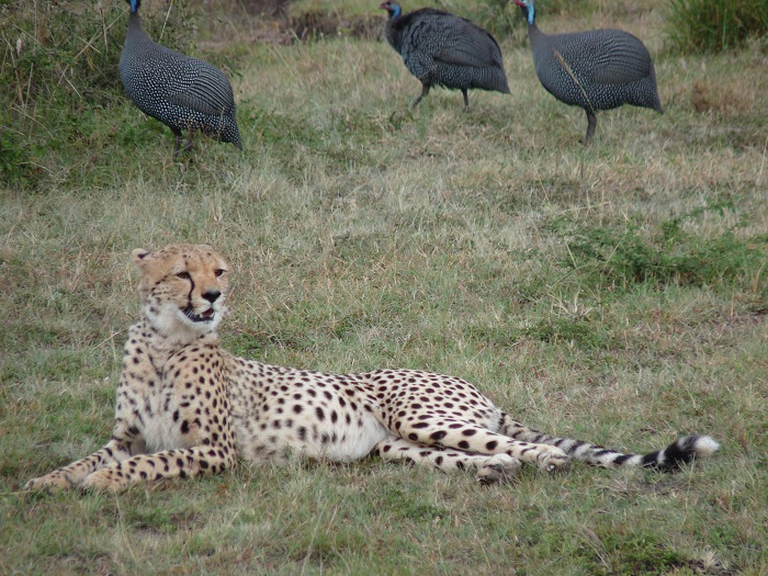 Kenya Camping Safaris/ YHA Travel Tours/Safari Bookings Adventure.