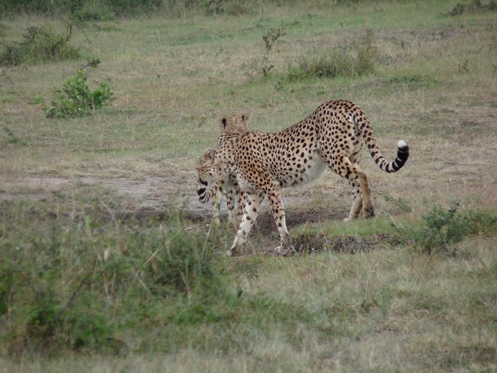 Kenya Camping Tours/ YHA Guided Group Travel /Safari Bookings Adventure.