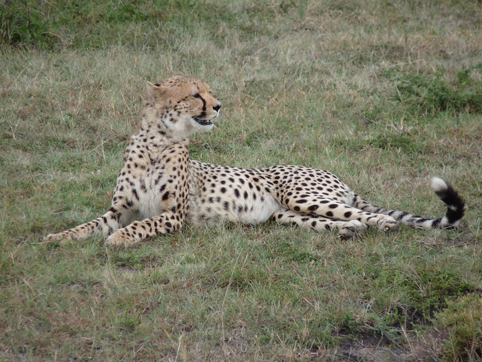 Kenya Budget Safaris, YHA Kenya Travel Masai Mara Adventure Tours.