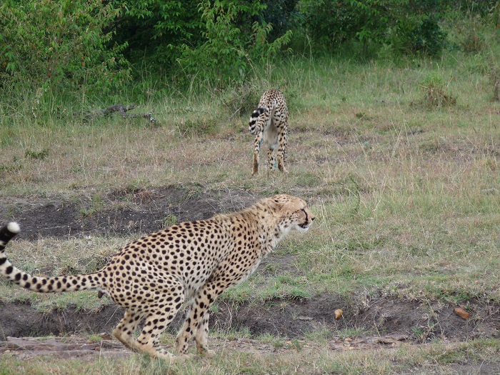 Kenya Camping Safaris/ YHA Travel Tours/Safari Bookings/Budget Adventure.