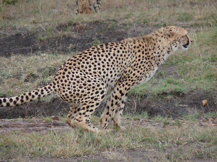 Epic Kenya Camping Safaris/ YHA Travel Tours/Safari Bookings/Budget Adventure.