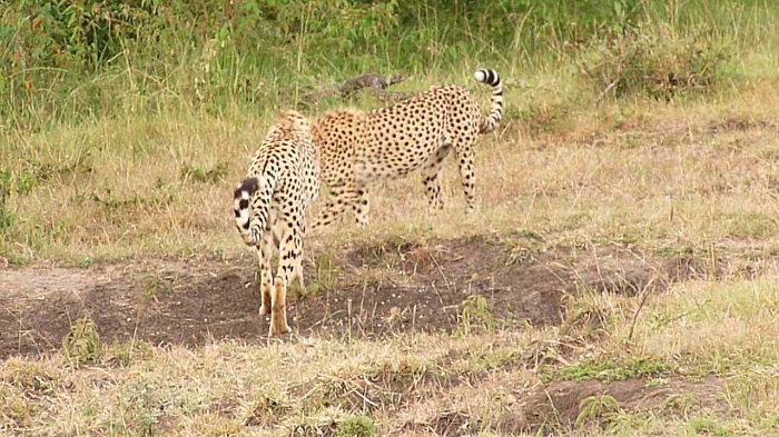 Kenya Camping Safaris/ Kenya Adventure Tours/YHA Travel Tours.