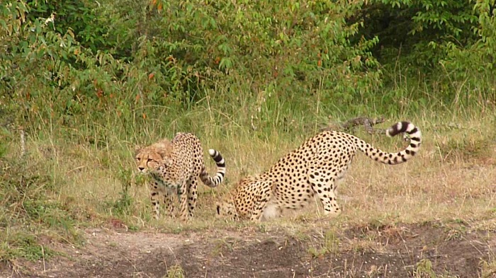 Kenya Budget Camping Safaris/ Kenya Adventure Tour/YHA Travel Tours.
