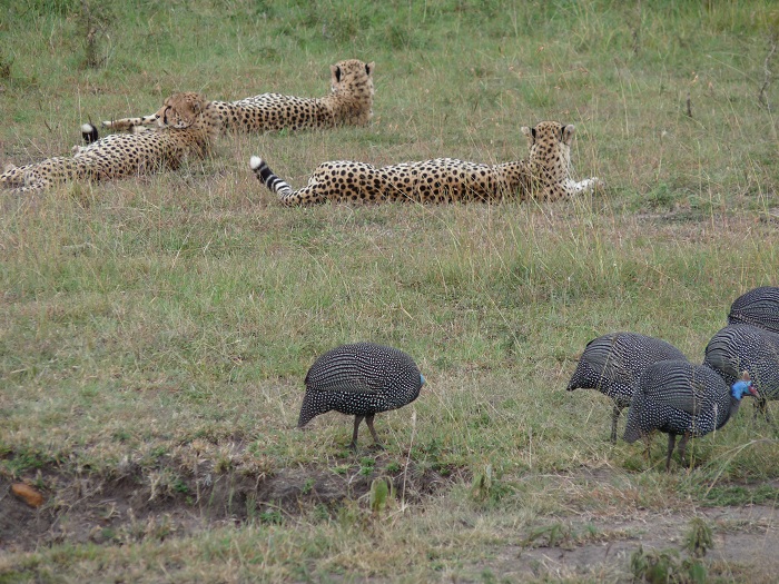 Kenya Camping Safaris Bookings/ Kenya Adventure Tours/YHA Travel Tour.