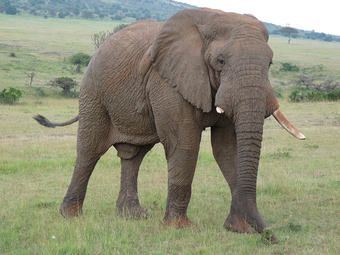 Kenya Camping Safaris Bookings/ Adventure Tours/YHA Travel Tour.
