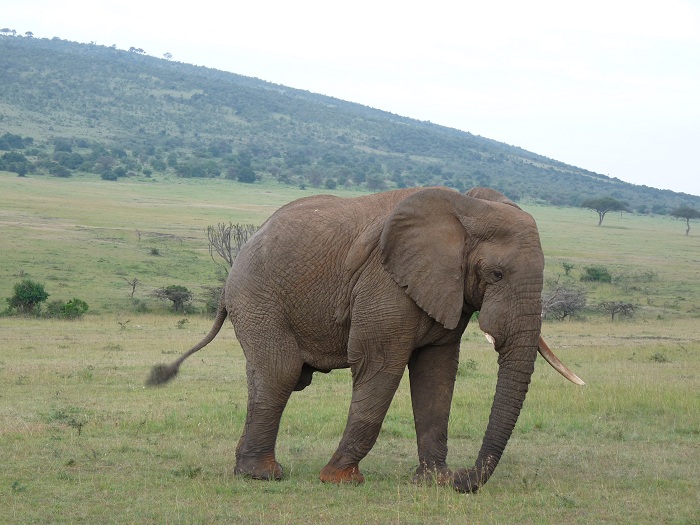 Kenya Camping Safaris Bookings/ Kenya Adventure Safari/YHA Travel Tour.