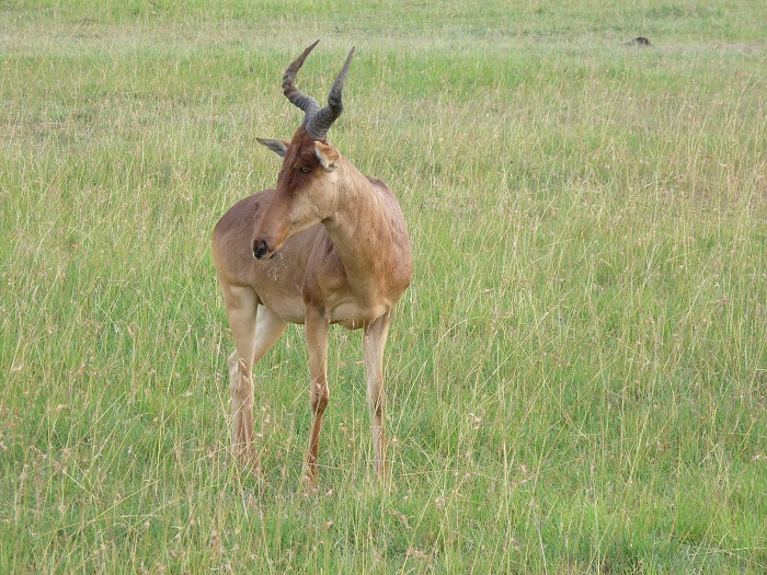 Small Group Camping Safari Bookings/ Kenya Adventure Safaris/YHA Travel Tours.