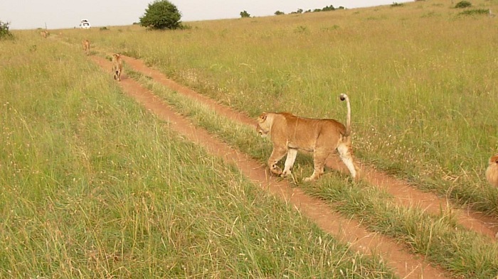 Group Guided Camping Safaris Bookings/ Kenya Adventure Safari/YHA Travel Tour.