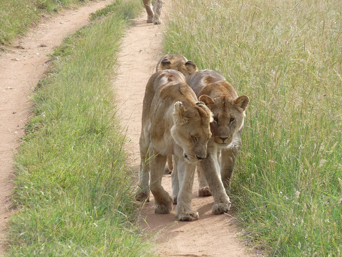 Discover Kenya Safaris/Adventure Safari Bookings/Tour Activities.