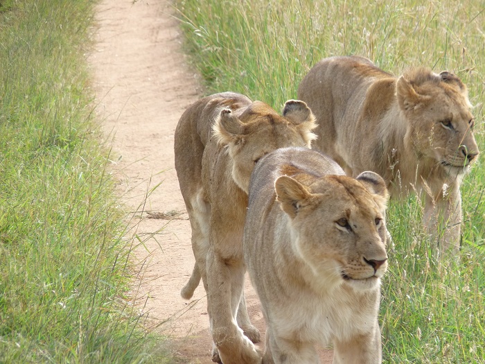Kenya Camping Safaris/ Kenya Budget Short Tours/ Safari Bookings Adventure.