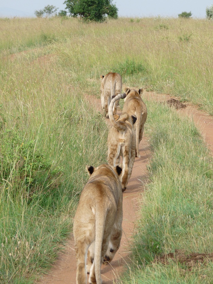 Discover Epic Kenya Safaris/Adventure Safari Bookings/Tour Activities.