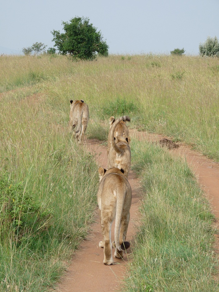 Discover Kenya Adventure Safari Bookings/ Budget Tour Activities.