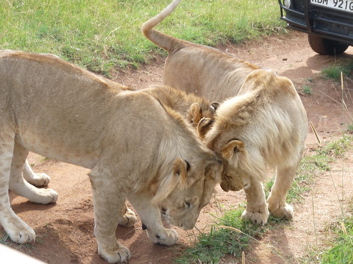 Kenya Budget Camping Safaris/ Short Tours Booking Adventure.