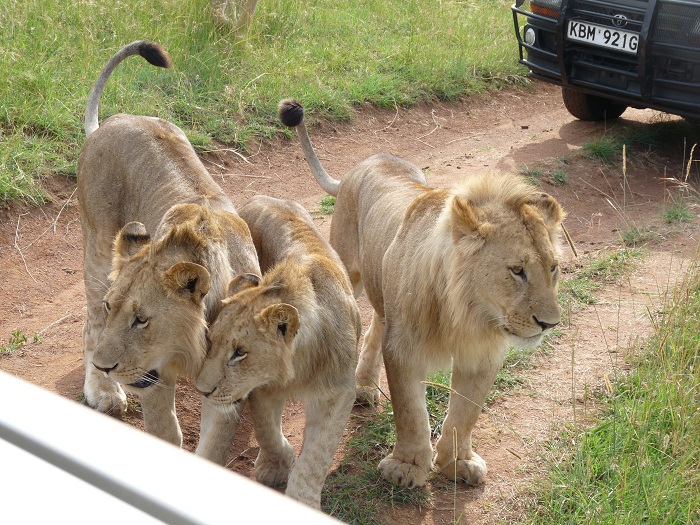 Discover Kenya Safaris/Adventure Safari Bookings/ Budget Tours.