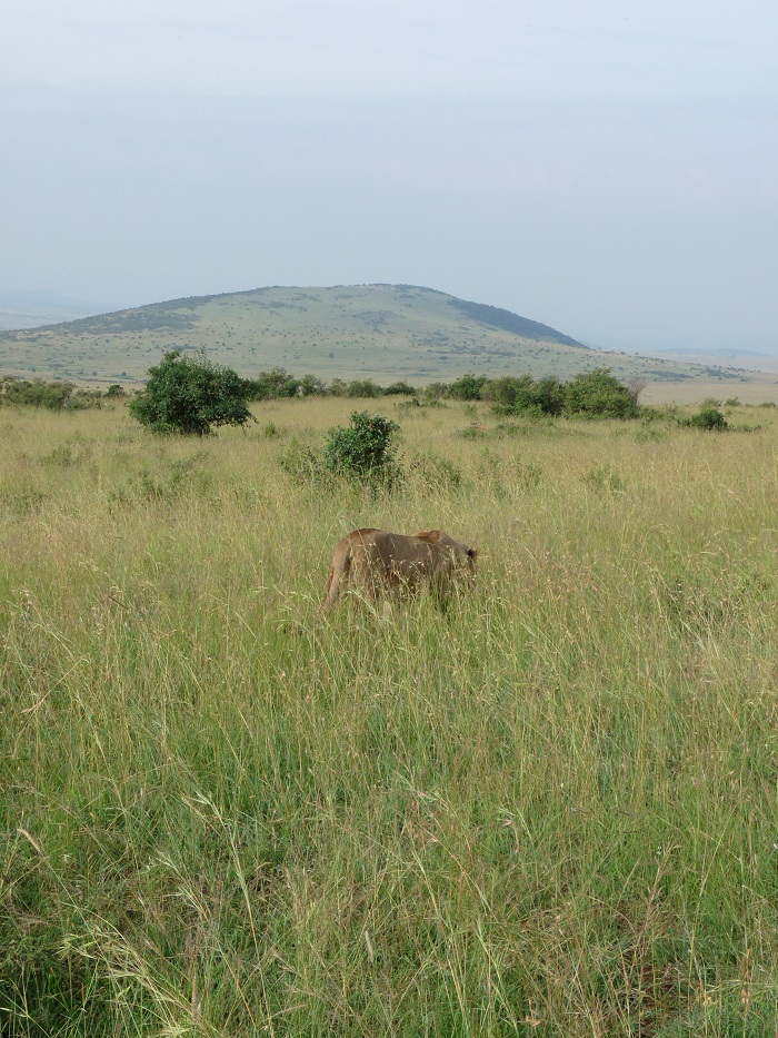 Amazing Budget Camping Safaris/ Kenya Short Tours Booking Adventure.