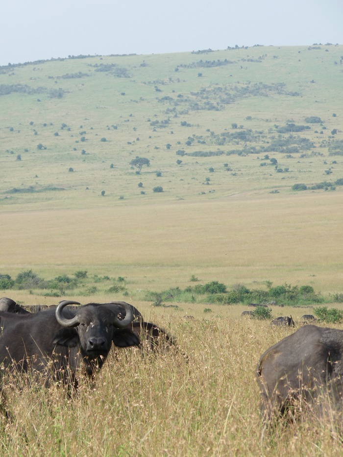 Kenya Budget Camping Safaris/Explore Kenya Short Safaris Booking Adventure.