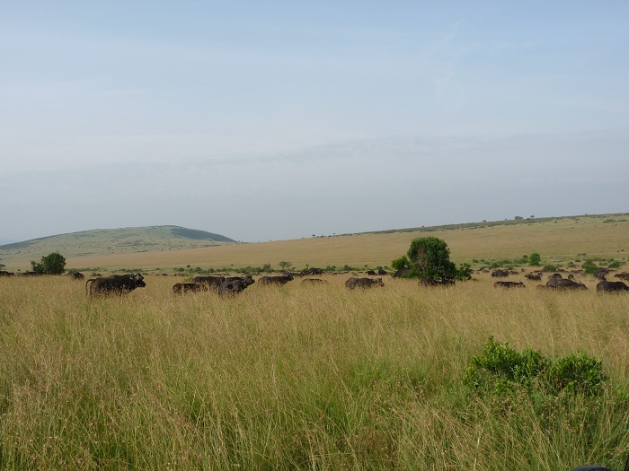 Kenya Budget Camping /Explore Kenya Short Safaris Booking Adventure.